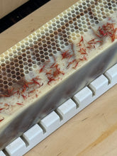 Load image into Gallery viewer, CACAO HONEY